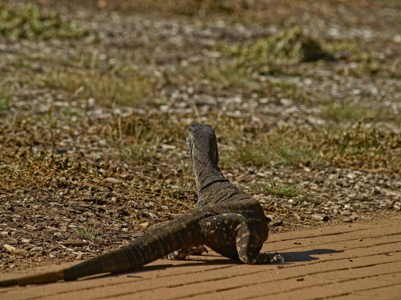 Goanna, Warrumbungle